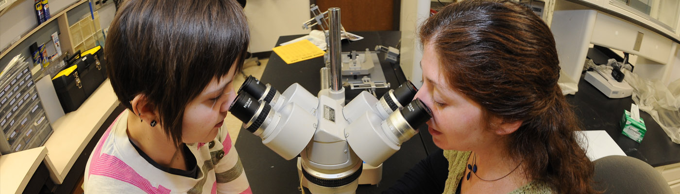 Researchers viewing through a microscope